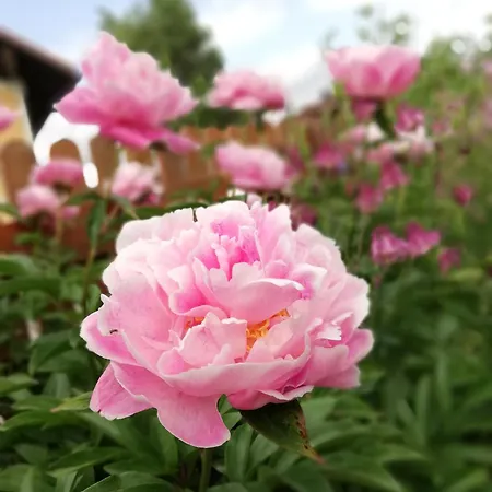 Angerlgut Sankt Koloman