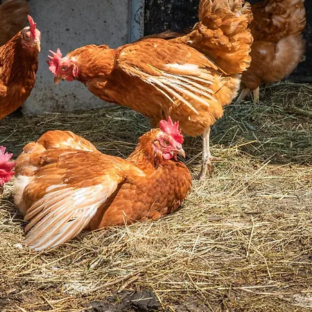 Lägenhet Angerlgut *